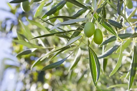 Benefits of Olive Leaf Supplements