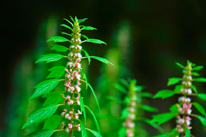 The Comprehensive Guide to the Benefits of Motherwort Supplements