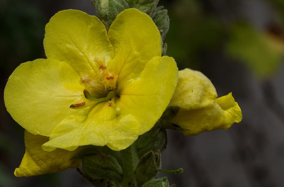 The Comprehensive Guide to the Benefits of Mullein Flower Supplements